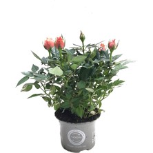 Betonish Rosa 'Pinkish Orange' (Somon Gül)