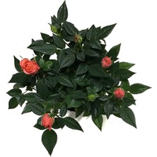 Betonish Rosa 'Pinkish Orange' (Somon Gül)