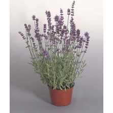 Fidan & Peyzaj  Lavanta Lavandula Angustifolia