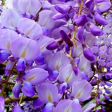 Fidan Sepetim 2 Yaş Mor Salkım Fidanı