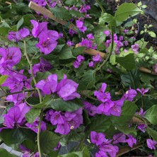 Fidan Sepetim 3 Yaş Ada Begonvili Fidanı