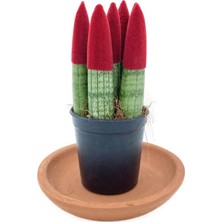 Nadir Kaktüs Sansevieria Red Velvet Touch (Paşa Kılıcı Kırmızı Kadife)