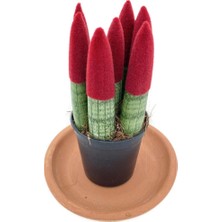 Nadir Kaktüs Sansevieria Red Velvet Touch (Paşa Kılıcı Kırmızı Kadife)