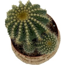 Nadir Kaktüs Notocactus Magnificus Kaktüs Saksı Çapı 5.5cm