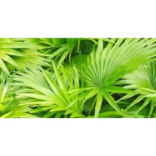 Saw Palmetto Sirkesi / Saw Palmetto Vinegar 500 ml