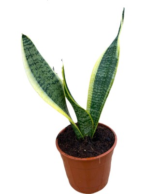 Bitki Fidanım Kılıç Çiçeği Sanseveria 20-30 cm