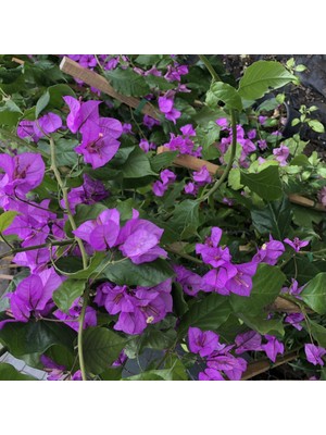 Fidan Sepetim 3 Yaş Ada Begonvili Fidanı