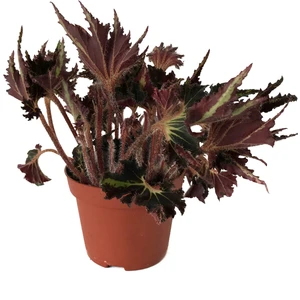 Begonia 'Break Dance' (Begonya Çiçeği)