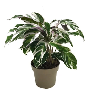 Calathea 'Fusion White' (Dua Çiçeği)