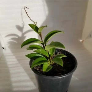 Şifa Gıda Mum Çiçeği Hoya Cornasa Pembe 10 -15 cm Saksıda
