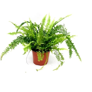 Fujer, Aşk Merdiveni Çiçeği Saksıda 30-40 cm