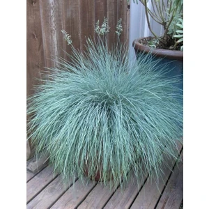 Fidan & Peyzaj  Mavi Çim Mavi Yumak Festuca Glauca