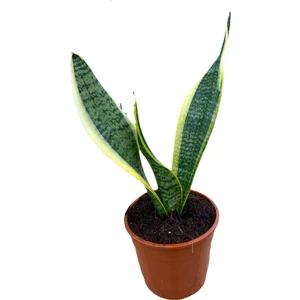 Bitki Fidanım Kılıç Çiçeği Sanseveria 20-30 cm