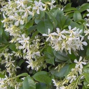 Fidan Sepetim 10 Adet Arap Yasemini Fidanı Paketi