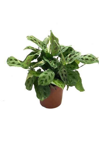 - Maranta Leuconeura Kerchoveana 'variegata' - Ev ve Ofis Bitkisi