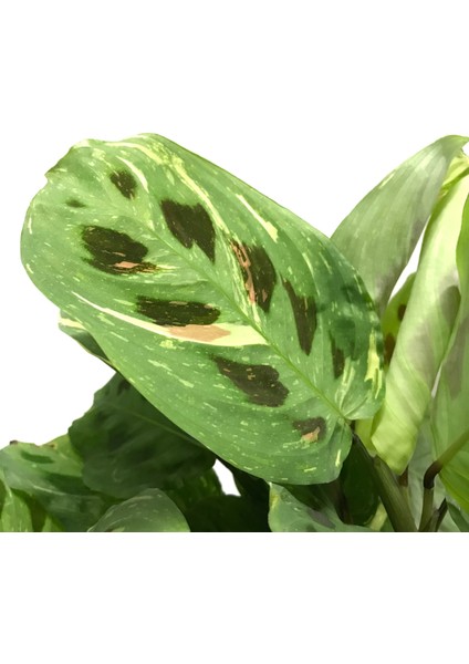 - Maranta Leuconeura Kerchoveana 'variegata' - Ev ve Ofis Bitkisi