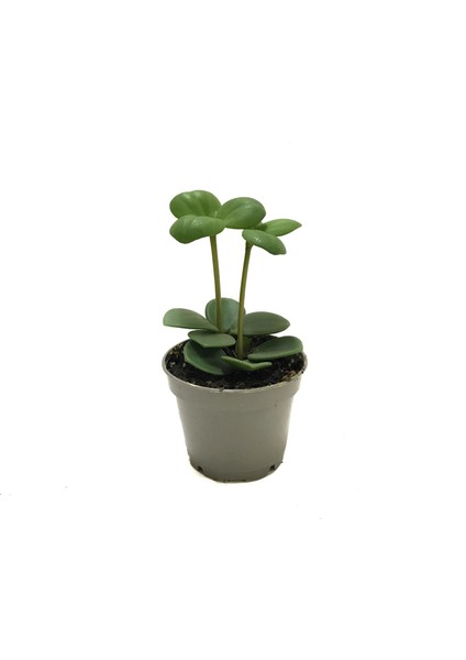 Peperomia Tetraphylla 'Hope' (Umut Sarmaşığı)