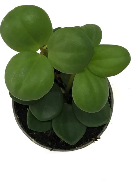 Peperomia Tetraphylla 'Hope' (Umut Sarmaşığı) fiyatları