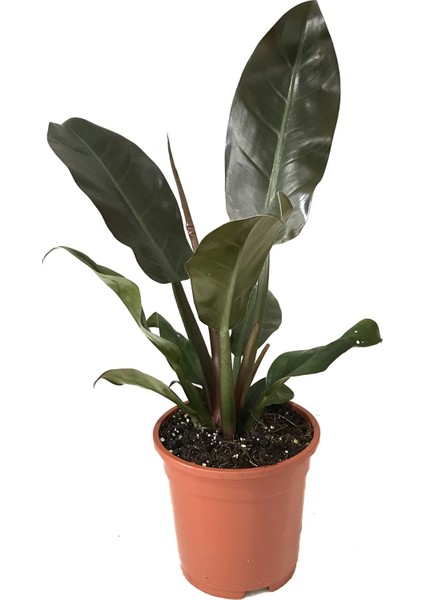 Philodendron Imperial 'Red'