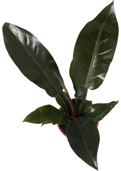 Philodendron Imperial 'Red' fiyatları