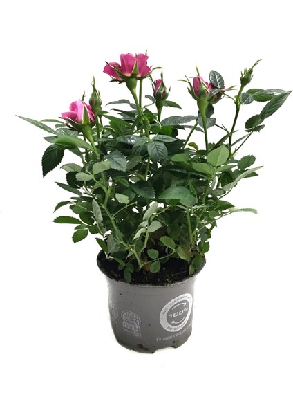 Rosa 'Pink' (Pembe Gül)