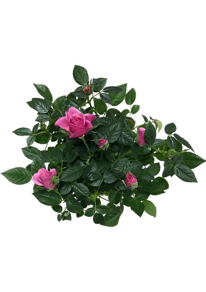 Rosa 'Pink' (Pembe Gül) fiyatları