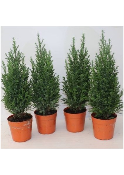 Elvodi Çamı Chamaecyparis Lawsoniana Ellwoodii