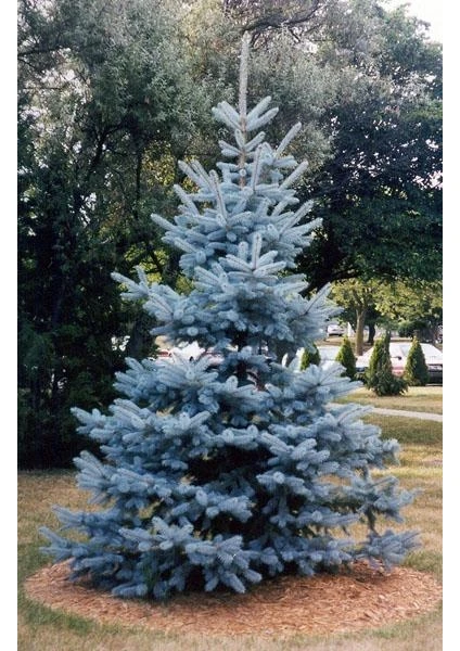 Fidan & Peyzaj Mavi Ladin Fidanı (Yerli / Tohumdan Yetiştirme) (Picea Pungens)