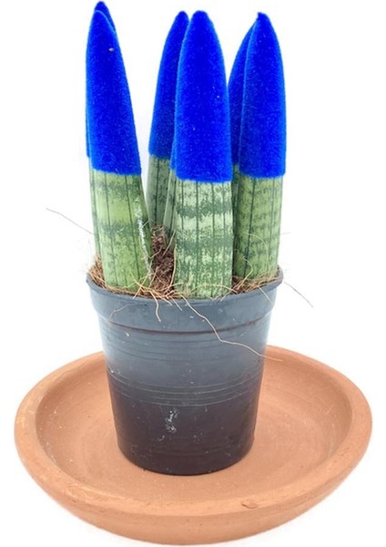 Nadir Kaktüs Sansevieria Blue Velvet Touch (Paşa Kılıcı Mavi Kadife)