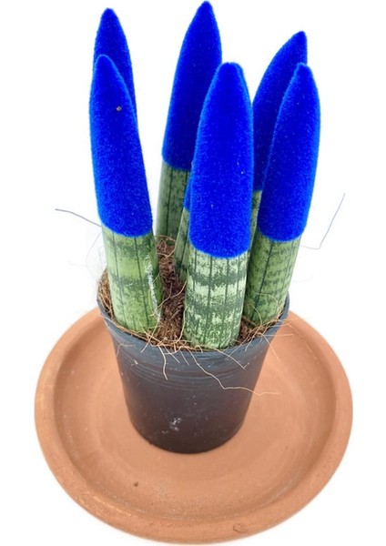 Nadir Kaktüs Sansevieria Blue Velvet Touch (Paşa Kılıcı Mavi Kadife)