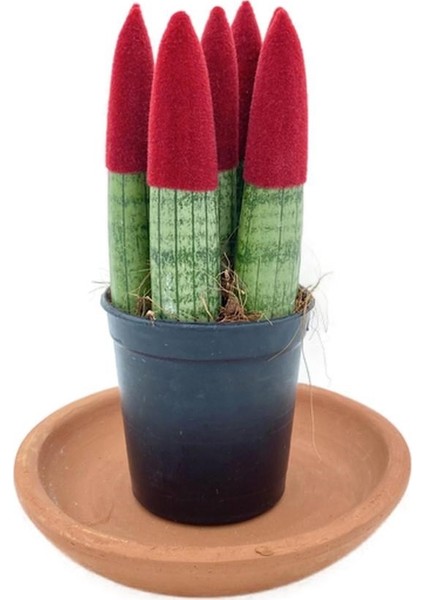 Nadir Kaktüs Sansevieria Red Velvet Touch (Paşa Kılıcı Kırmızı Kadife)