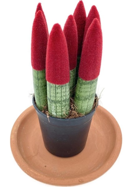 Nadir Kaktüs Sansevieria Red Velvet Touch (Paşa Kılıcı Kırmızı Kadife)