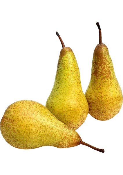 Akça Armut Sirkesi / Pear Vinegar 500 ml