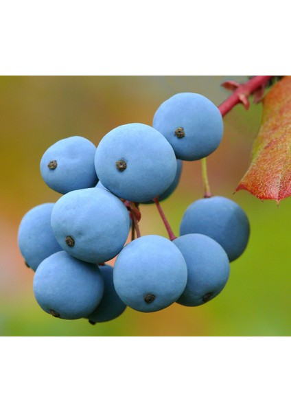 Mahonia Sirkesi / Oregon Grape Vinegar 500 ml
