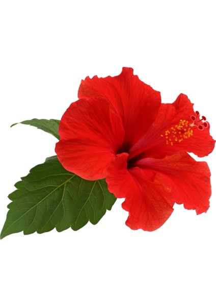 Hibiskus Sirkesi / Hibiscus Vinegar 500 ml modelleri