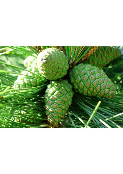 Spil Kozalağı Sirkesi / Pine Cone Vinegar 500 ml
