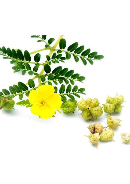 Çoban Çökerten Sirkesi / Tribulus Terrestris Vinegar 500 ml