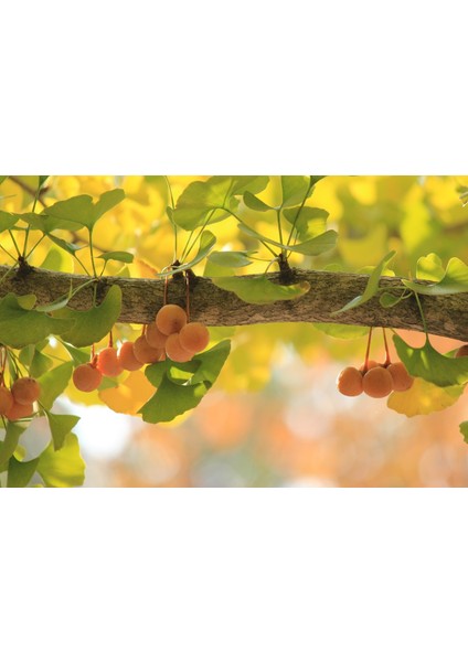 Ginkgo Biloba Sirkesi / Ginkgo Vinegar 500 ml