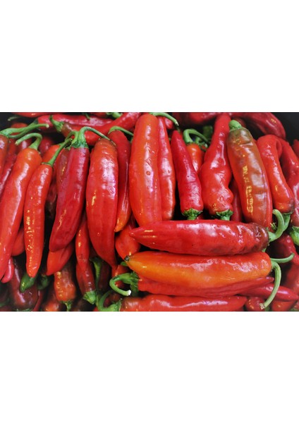 Samandağ Acı Biber Sirkesi / Hot Pepper Vinegar 500 ml fırsatları