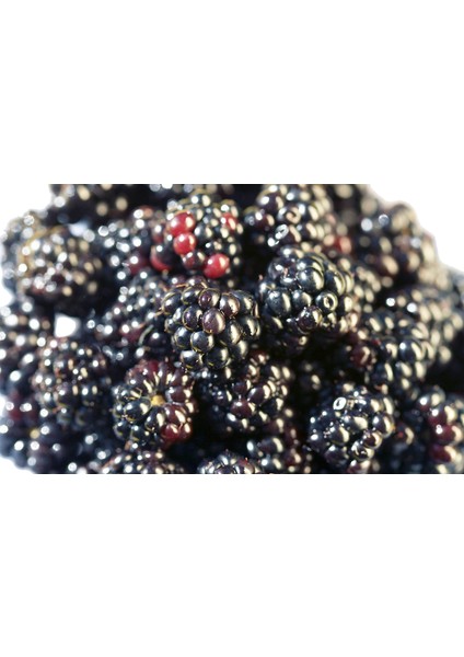 Dağ Böğürtleni Sirkesi / Wild Blackberry Vinegar 500 ml modelleri