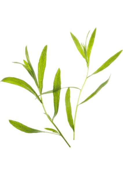 Tarhun Sirkesi / Tarragon Vinegar 500 ml