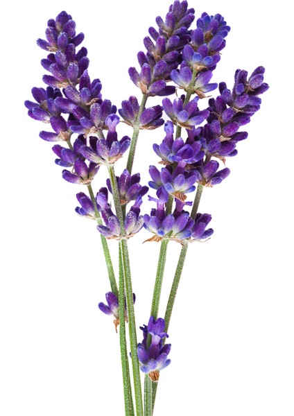 Lavanta Sirkesi / Lavender Vinegar 500 ml