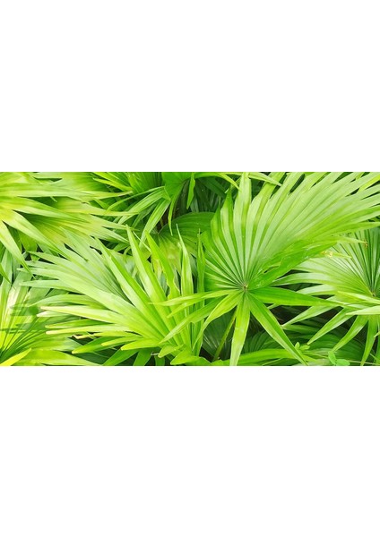 Saw Palmetto Sirkesi / Saw Palmetto Vinegar 500 ml