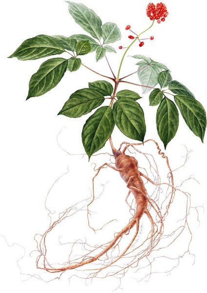 Kore Kırmızı Ginseng Sirkesi / Ginseng Vinegar 500 ml
