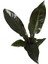 Philodendron Imperial 'Red' 2