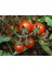 Cherry Domates Tohumu 1