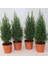 Elvodi Çamı Chamaecyparis Lawsoniana Ellwoodii 1