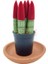 Nadir Kaktüs Sansevieria Red Velvet Touch (Paşa Kılıcı Kırmızı Kadife) 1