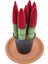 Nadir Kaktüs Sansevieria Red Velvet Touch (Paşa Kılıcı Kırmızı Kadife) 2