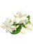 Yasemin Sirkesi / Jasmine Vinegar 500 ml 3